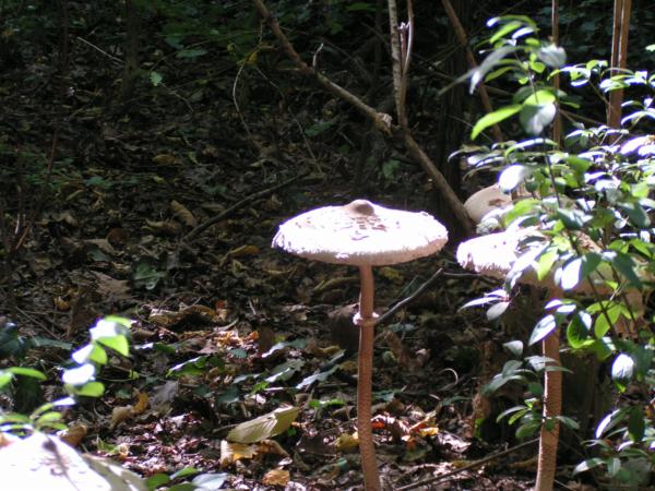 pict3921 (web)